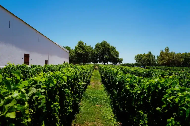 Achat d&rsquo;un domaine viticole à Bordeaux : ce qu&rsquo;il faut savoir