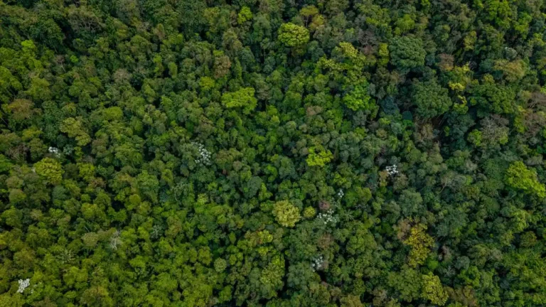 Actualités de la Guyane : où s&rsquo;informer et quels sujets suivre