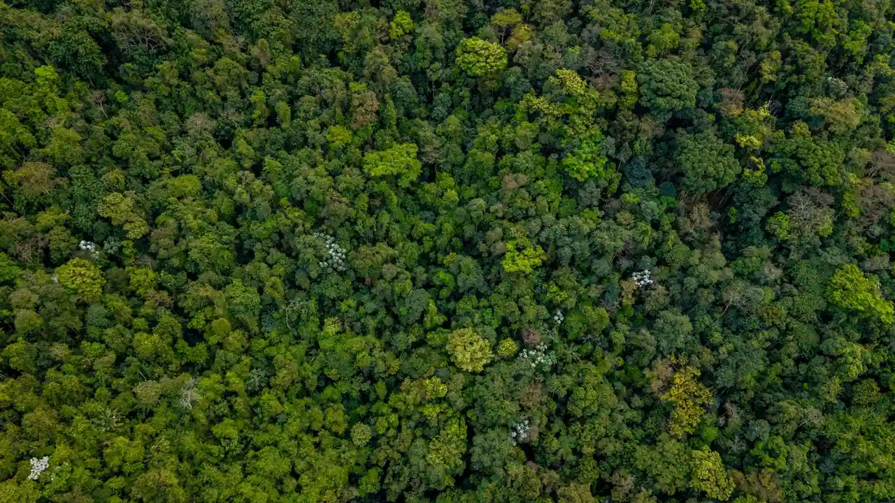 Vue aérienne d'une dense forêt tropicale amazonienne, vaste étendue de canopée verte.