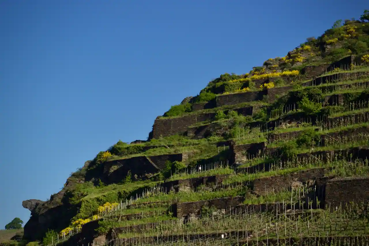 Coteau de vigne en terrasses étroites soutenues par des murets de pierre, sur une pente très raide.