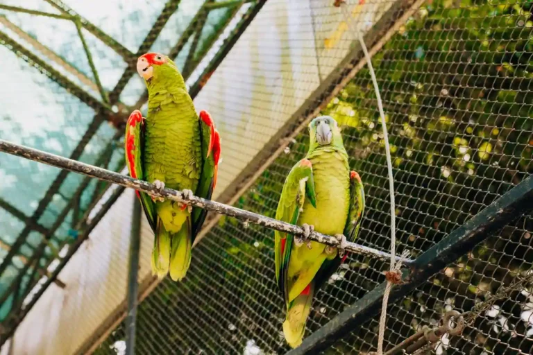 Vente en ligne d&rsquo;oiseaux exotiques : les règles à connaître