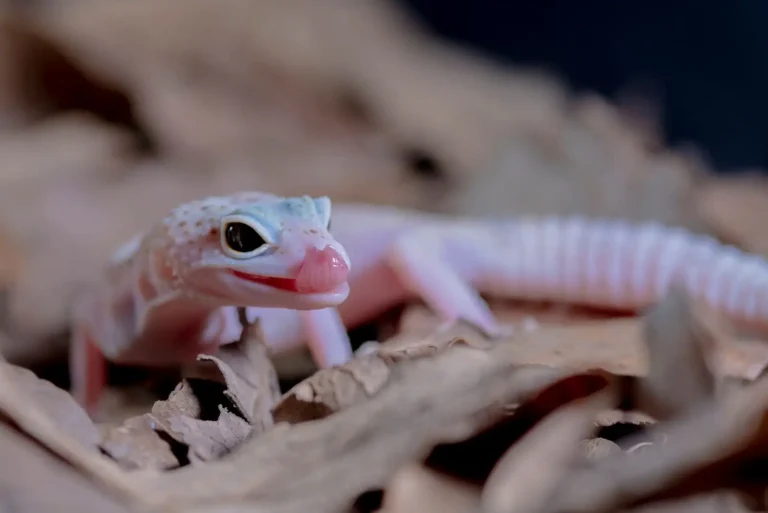 Vente en ligne de reptiles : ce que la loi encadre en France