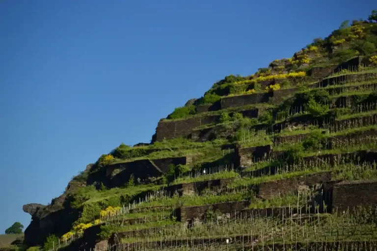 Hôtel Le Domaine des Vignes : une étape en Côte-Rôtie