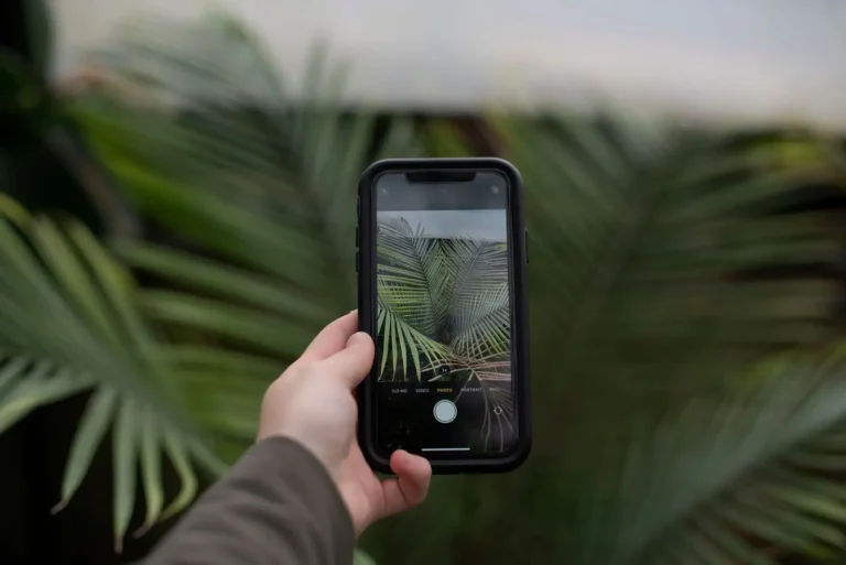 Reconnaissance de plantes gratuite : les applications qui tiennent parole