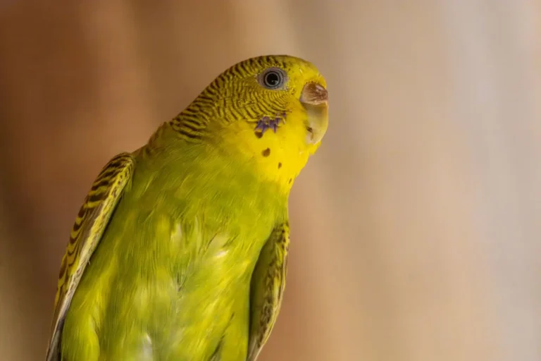 Vente d&rsquo;oiseaux en ligne : comment acheter ou vendre en sécurité